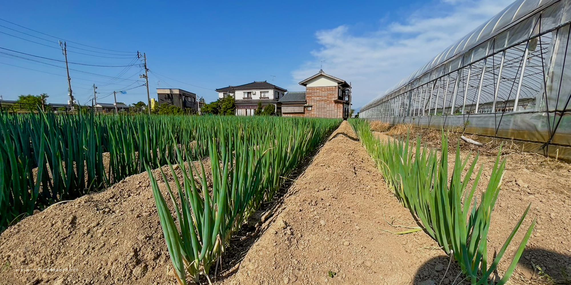 やさいのおいしさ ぎゅっとおとどけ。 山村農園